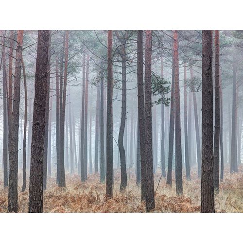 Misty forest with tall trees