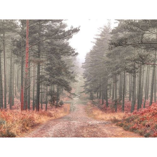 Pathway through misty forest, FTBR 1847