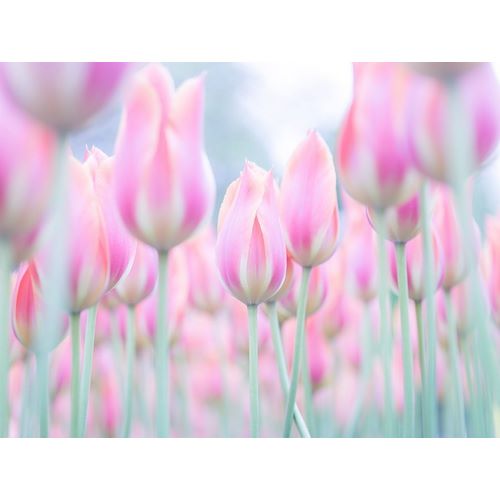 Colorful Tulip flowers