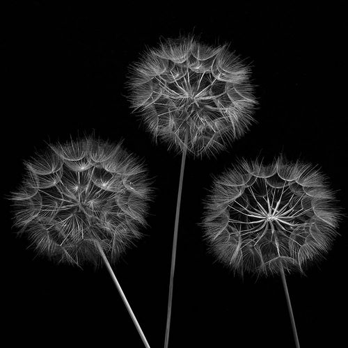 Frank, Assaf 아티스트의 Dandelion flowers over black background 작품