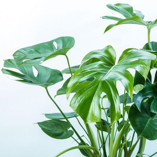 Frank, Assaf 아티스트의 Close-up of a plant on white background 작품