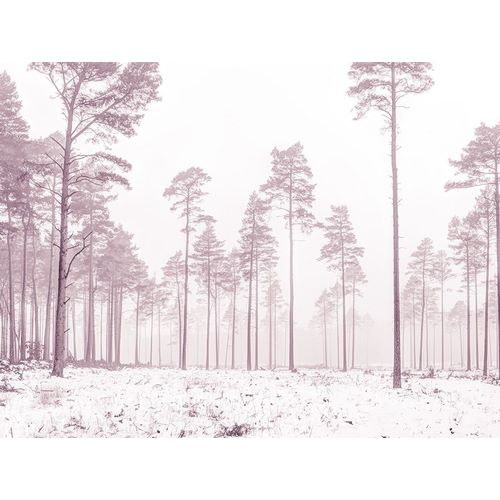 Frank, Assaf 아티스트의 Snowy forest in winter 작품