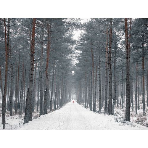 Pathway through snowy forest, FTBR-1912
