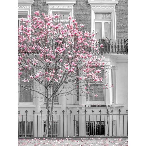 Frank, Assaf 아티스트의 Magnolia tree outside house in London 작품