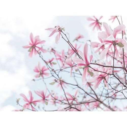 Frank, Assaf 아티스트의 Magnolias against sky 작품