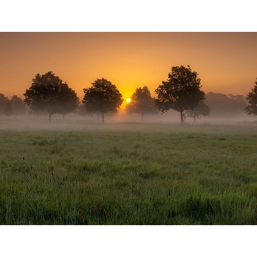 Frank, Assaf 아티스트의 Misty sunrise in countryside-Berkshire-UK 작품