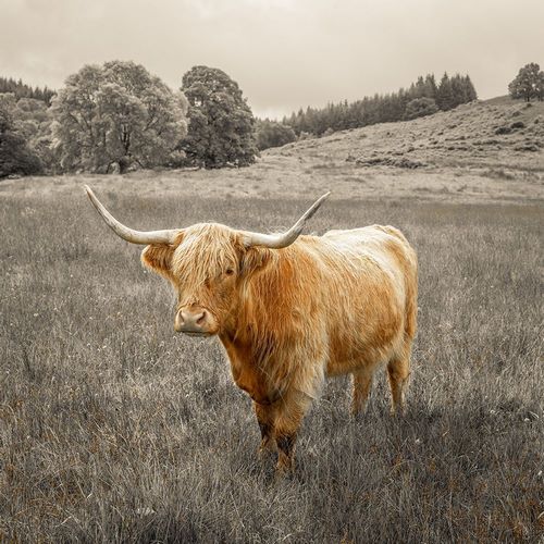 Frank, Assaf 아티스트의 Highland Cows 작품