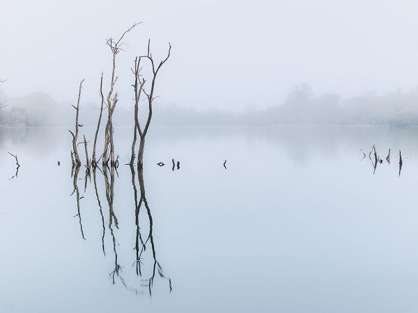 Branches in lake, reflection