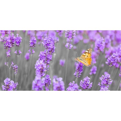 Butterfly Lavender flowers