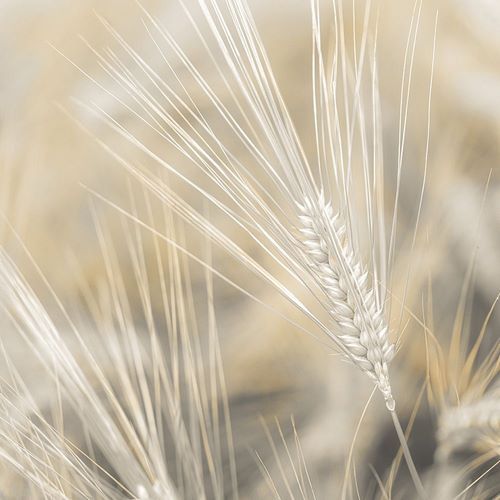Frank, Assaf 아티스트의 Wheat close-up 작품