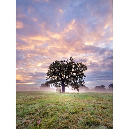 Tree in a filed at sunrise