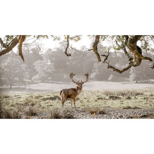 Stag in a field