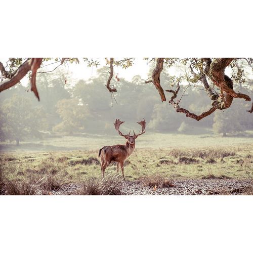 Stag in a field