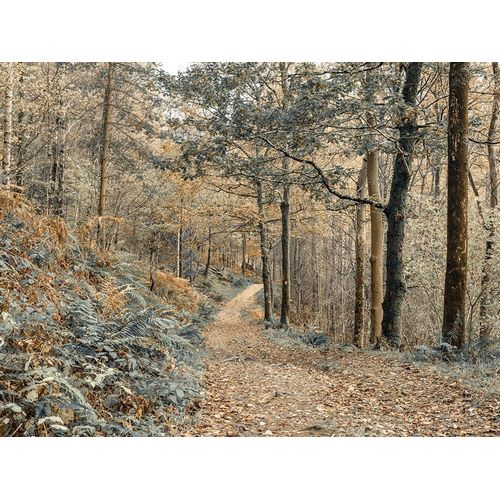 Frank, Assaf 아티스트의 Forest path-Lake District 작품