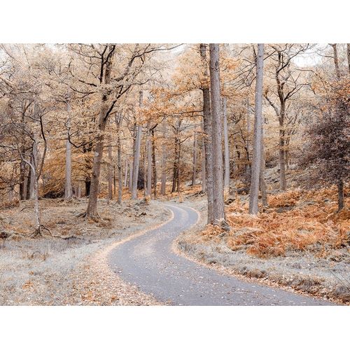 Frank, Assaf 아티스트의 Forest path-Lake District 작품
