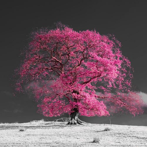 Frank, Assaf 작가의 Tree on a hill-pink 작품
