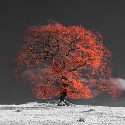 Frank, Assaf 작가의 Tree on a hill-orange 작품