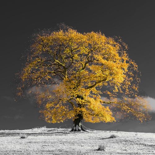 Frank, Assaf 작가의 Tree on a hill-yellow-gold 작품