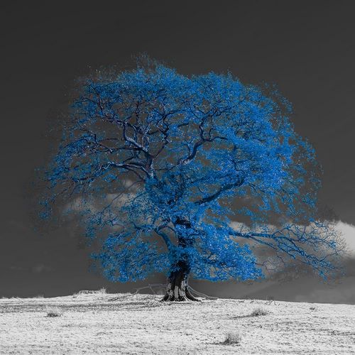 Frank, Assaf 작가의 Tree on a hill-blue 작품
