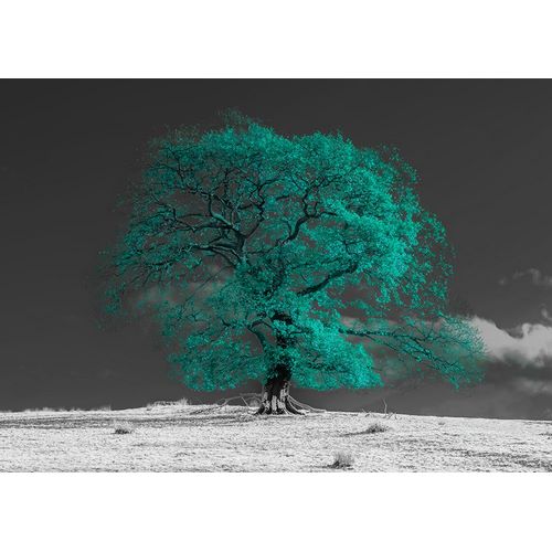 Frank, Assaf 작가의 Tree on a hill-teal 작품