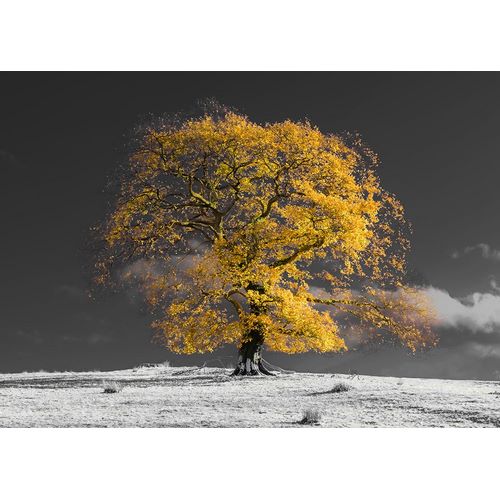 Frank, Assaf 작가의 Tree on a hill-yellow-gold 작품