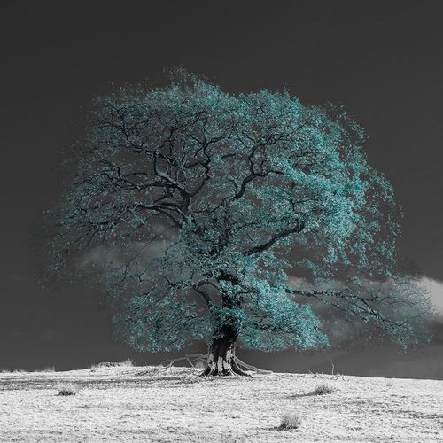 Frank, Assaf 작가의 Tree on a hill-teal 작품