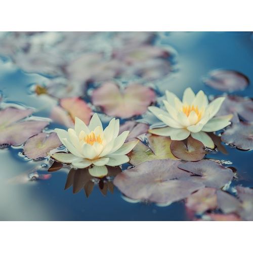 Lotus in pond