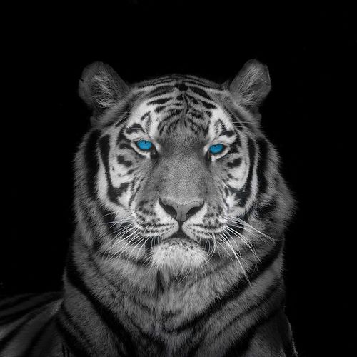 Blue eyes tiger face