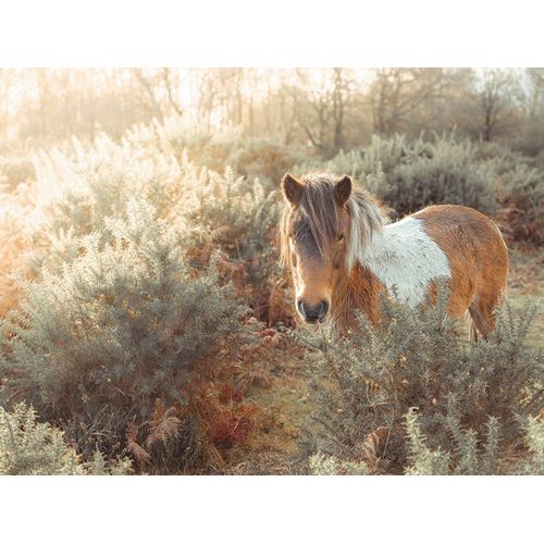 Horse in forest