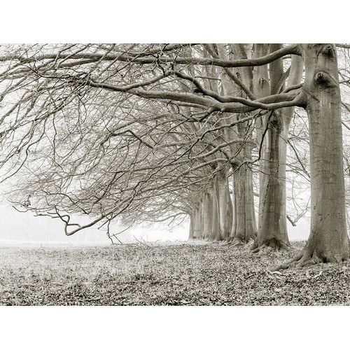 Frank, Assaf 아티스트의 Trees in a row 작품
