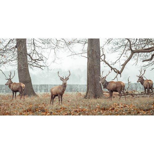 Stags in forest
