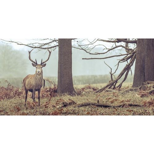 Stag in forest