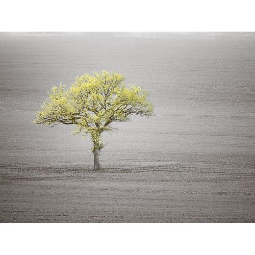 Single tree in foggy grassfield