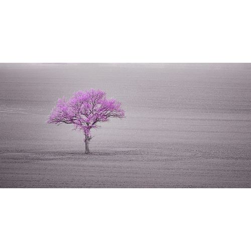 Single tree in foggy grassfield