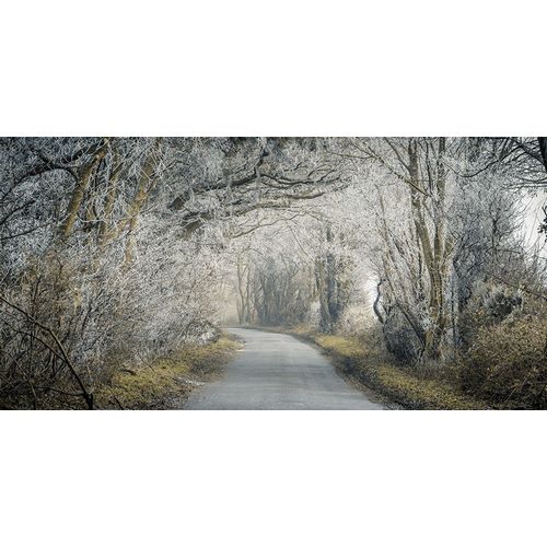 Frosted road through forest
