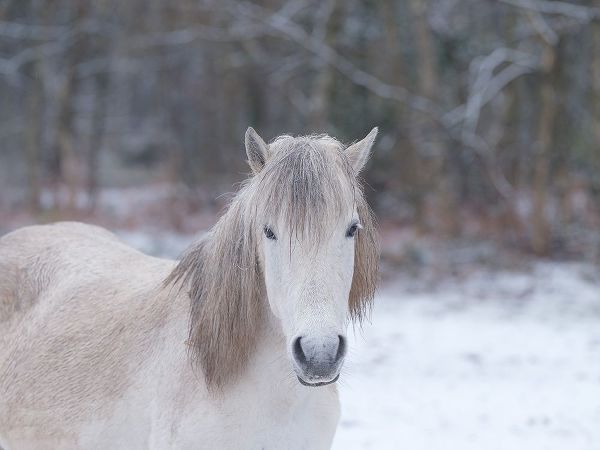 Horse in snowy forest