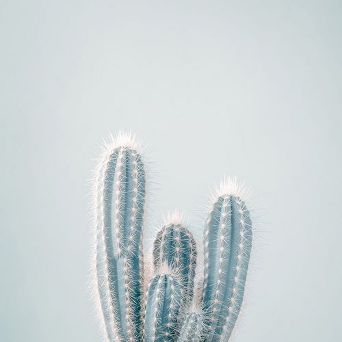 Frank, Assaf 아티스트의 Micranthocereus Estevesii Cactus 작품