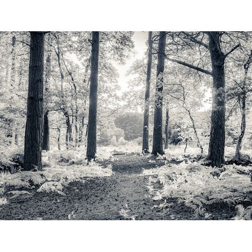 Frank, Assaf 아티스트의 pathway through forest 작품