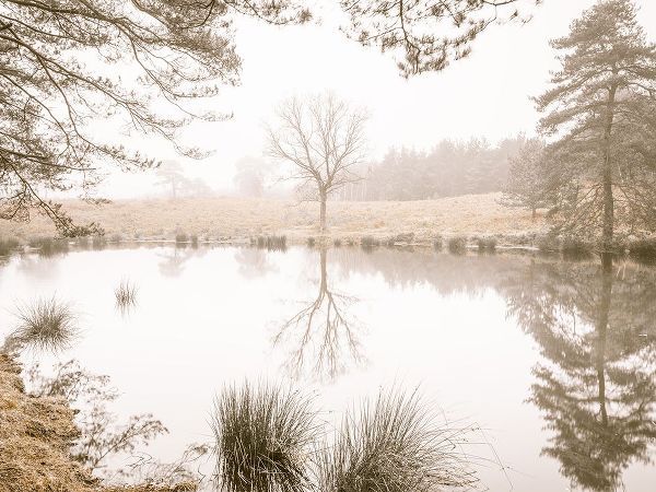 Misty trees around a lake