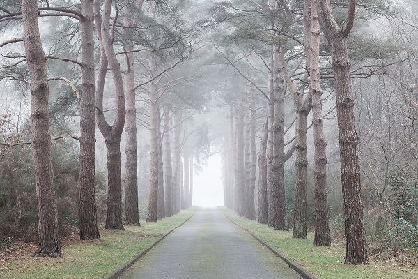 Road through mystic forest