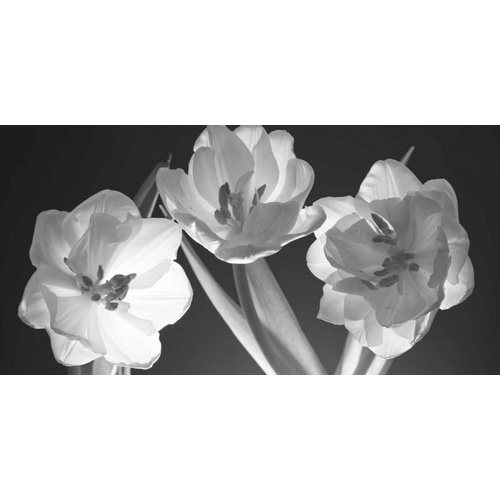 Tulips, black and white