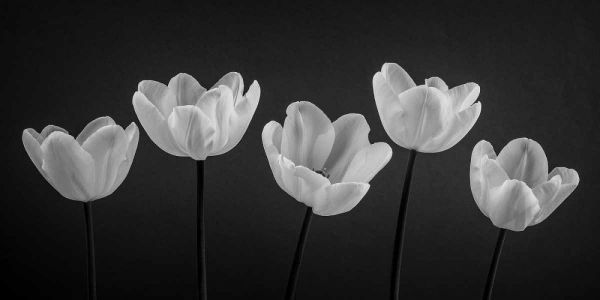 Five Tulips in a row