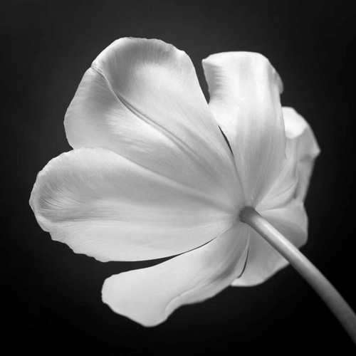Tulip flower, close-up, AF20120427-562