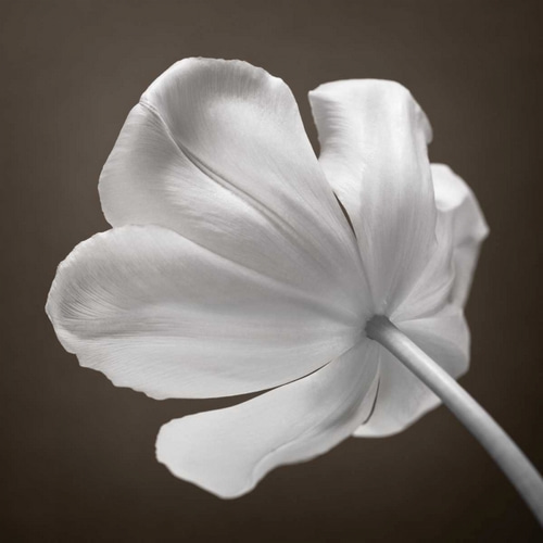 Tulip flower, close-up
