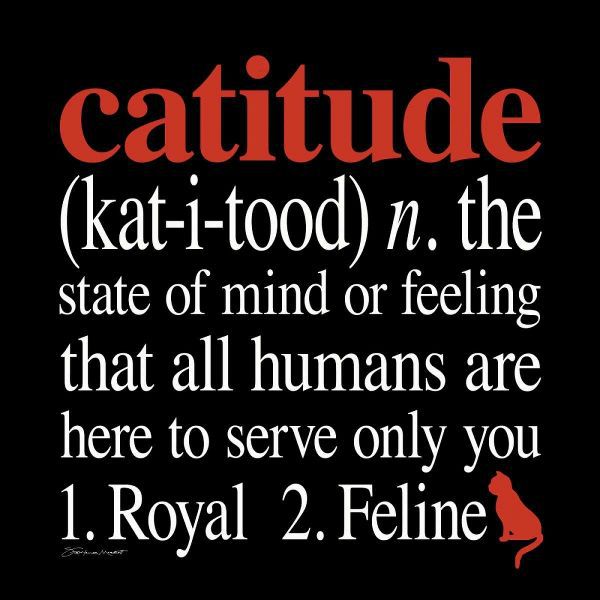 Catitude