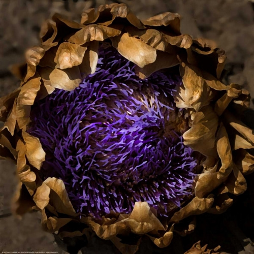 Purple Artichoke