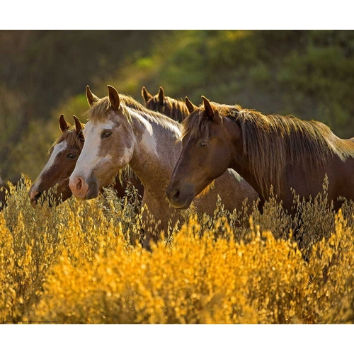 Horses In Gold
