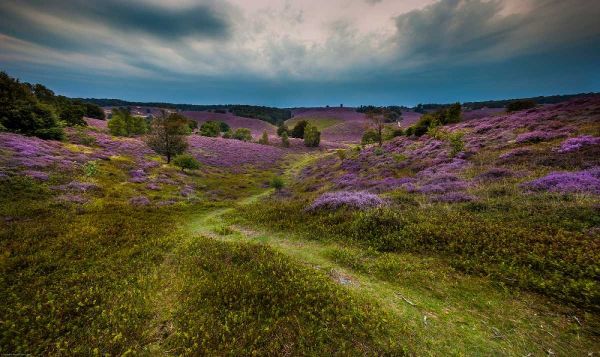Landscape in purple