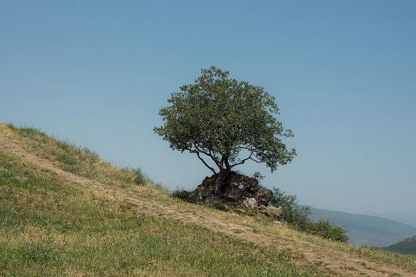 Tree On Hill