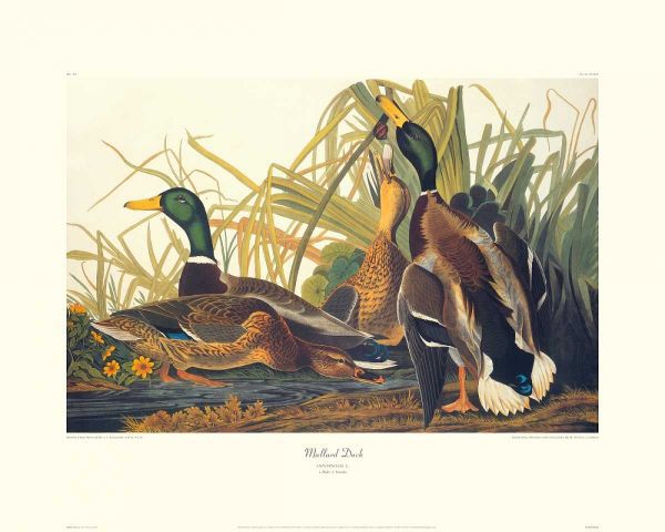Mallard Duck (decorative border)